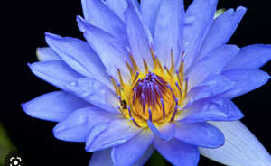 Blue Lotus Tea - The Kava Roots